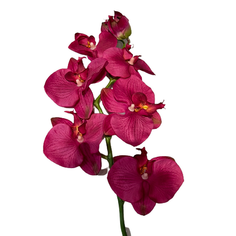 Purple Orchid Stem