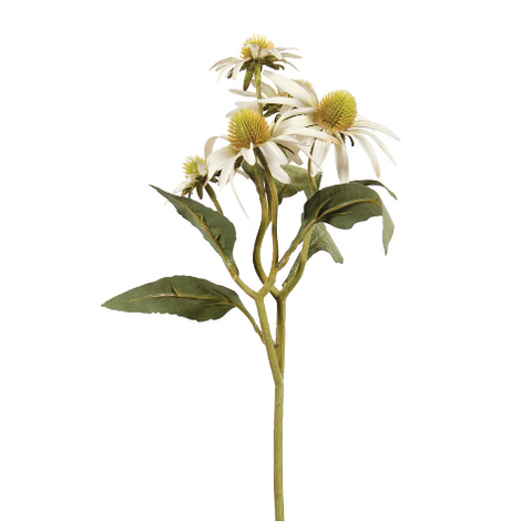 White Echinacea Bundle