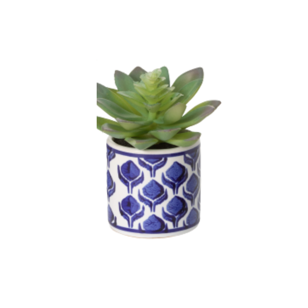 Potted Succulent III Jacaranda Tree & Co