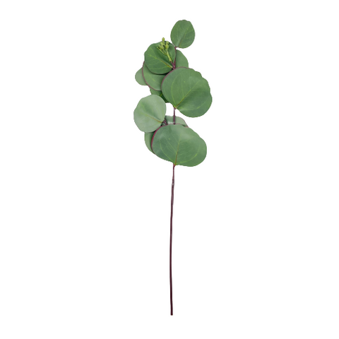 Eucalyptus Round Leaf Stem