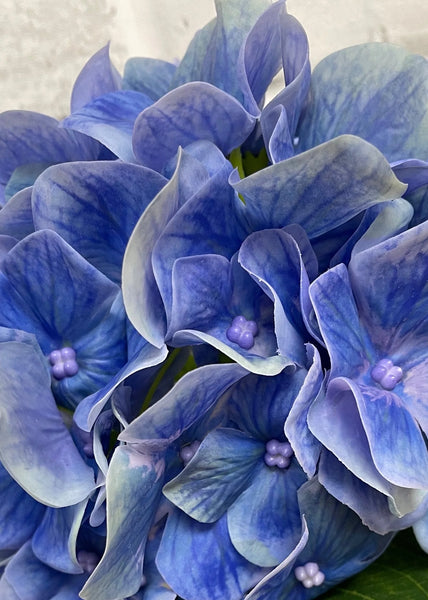 Blue Hydrangea in Black Pot 25.5"