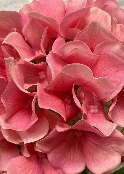 Pink Hydrangea in Black Pot 25.5"