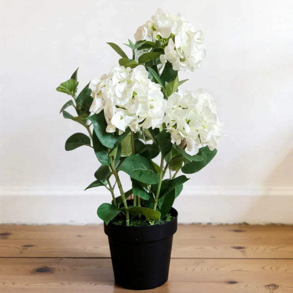 White Hydrangea in Black Pot 25.5"