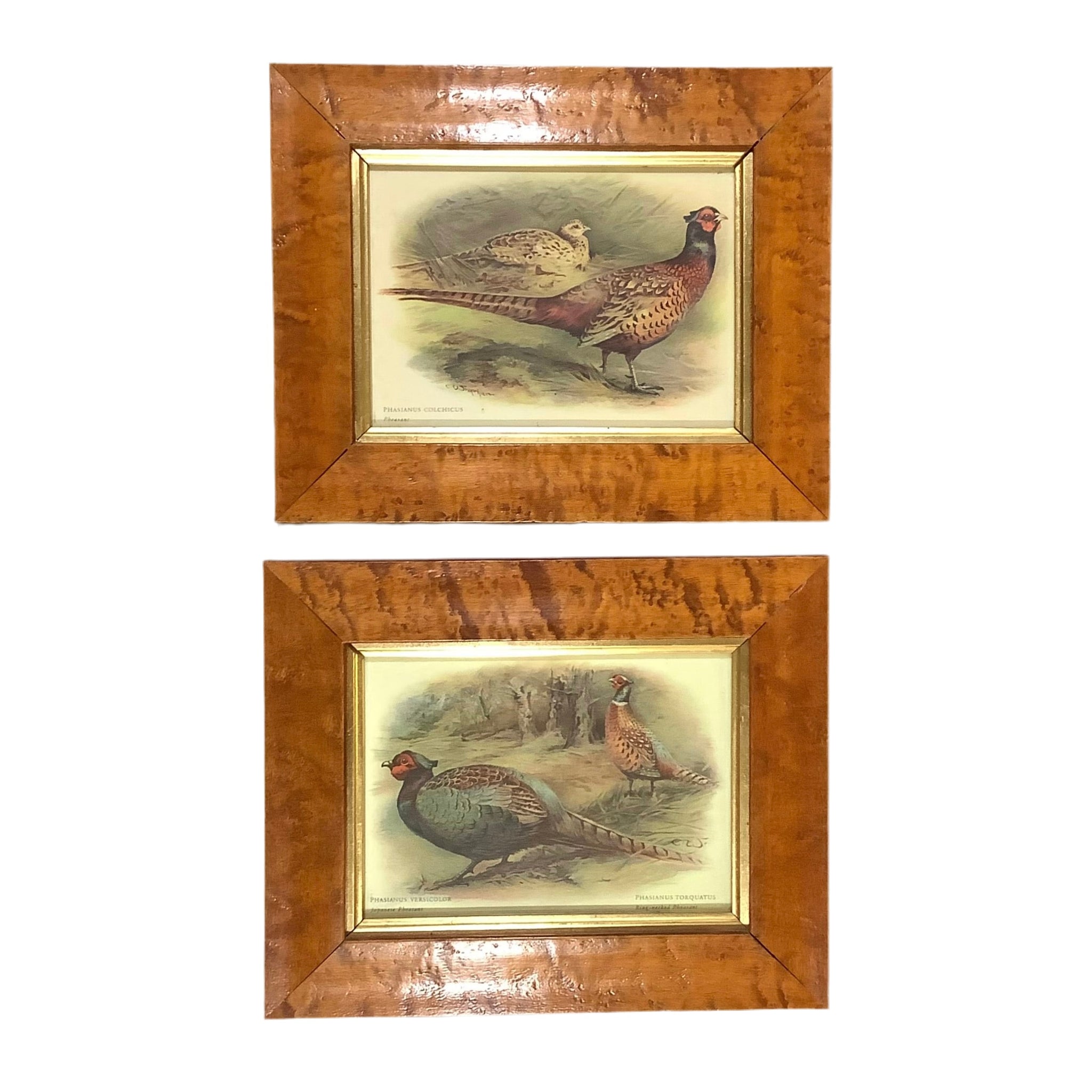 Pair of Vintage Japanese Pheasant & Ring-Necked Pheasant Prints