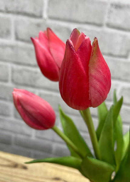 Mini Wild Hot Pink Tulip Bundle - 10”