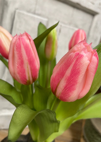 Cotton Candy Pink Formosa Tulip Bundle - 12”