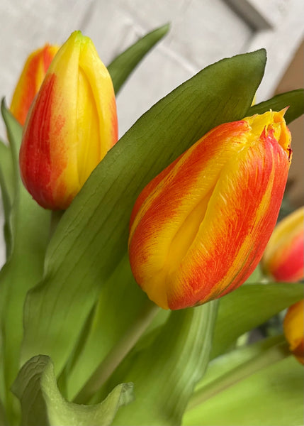 Orange Formosa Tulip Bundle - 12”