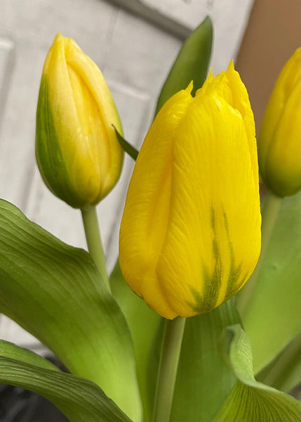 Yellow Formosa Tulip Bundle - 12”