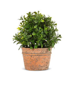 Boxwood Plant in Natural Pot