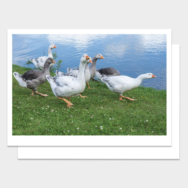 Geese Walking Near the River Happy Birthday Greeting Card