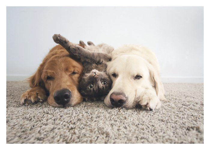 Three Best Friends Birthday Card