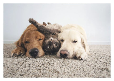 Three Best Friends Birthday Card
