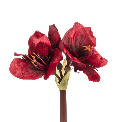 Red Amaryllis