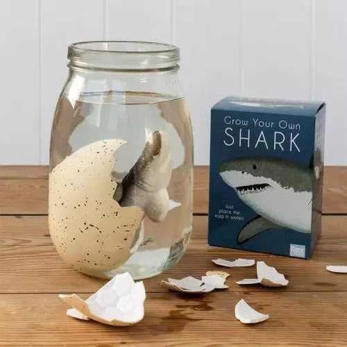 Giant Hatching Shark Egg - Sharks