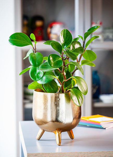 Gold Tripod Planter