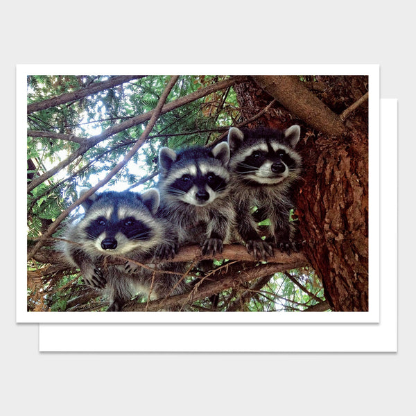Three Raccoons Happy Birthday Greeting Card