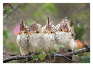 Four Brazilian Cuckoos Birthday Card