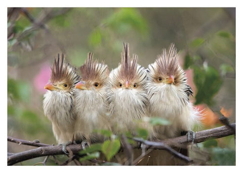 Four Brazilian Cuckoos Birthday Card