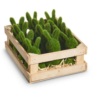 Moss Rabbits