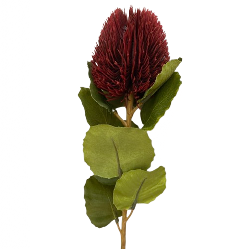 Burgundy Banksia Stem