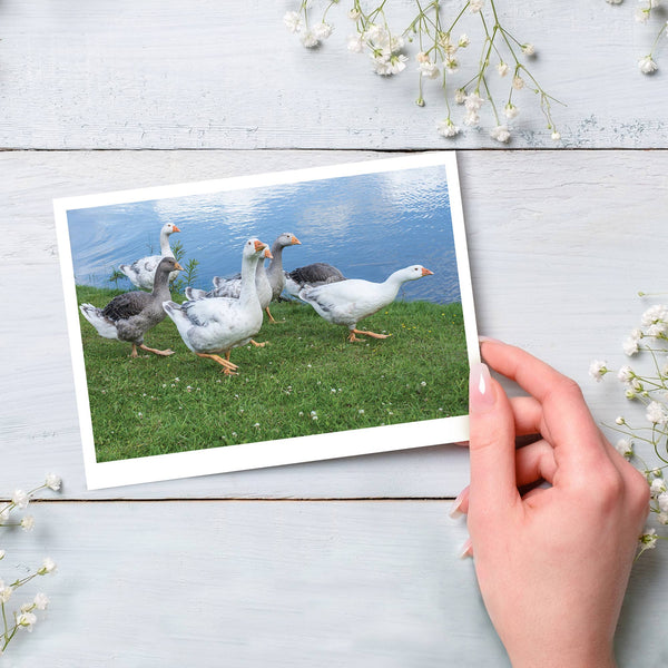Geese Walking Near the River Happy Birthday Greeting Card