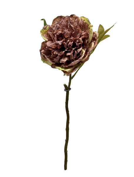 Rose Dried Look Open Peony Stem - 19.5”