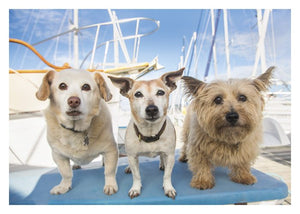 Three Dogs Boat Birthday Card
