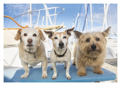 Three Dogs Boat Birthday Card