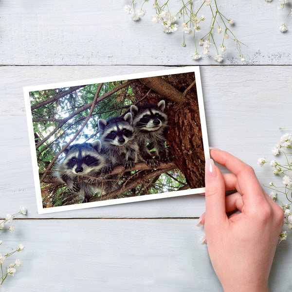 Three Raccoons Happy Birthday Greeting Card