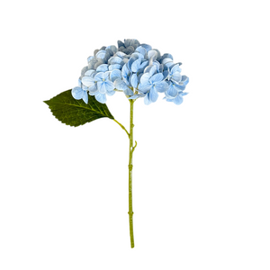 Blue Hydrangea Stem
