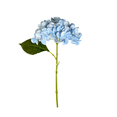 Blue Hydrangea Stem