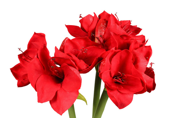 Red Amaryllis Stem 26”