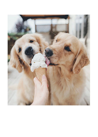 Two Labs Licking Ice Cream Birthday Card