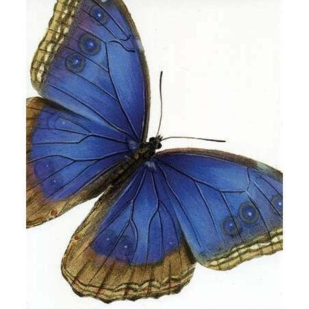Blue Butterfly Card