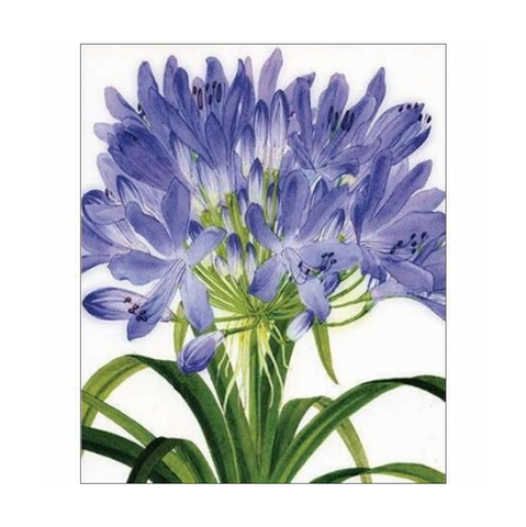 Agapanthus Card