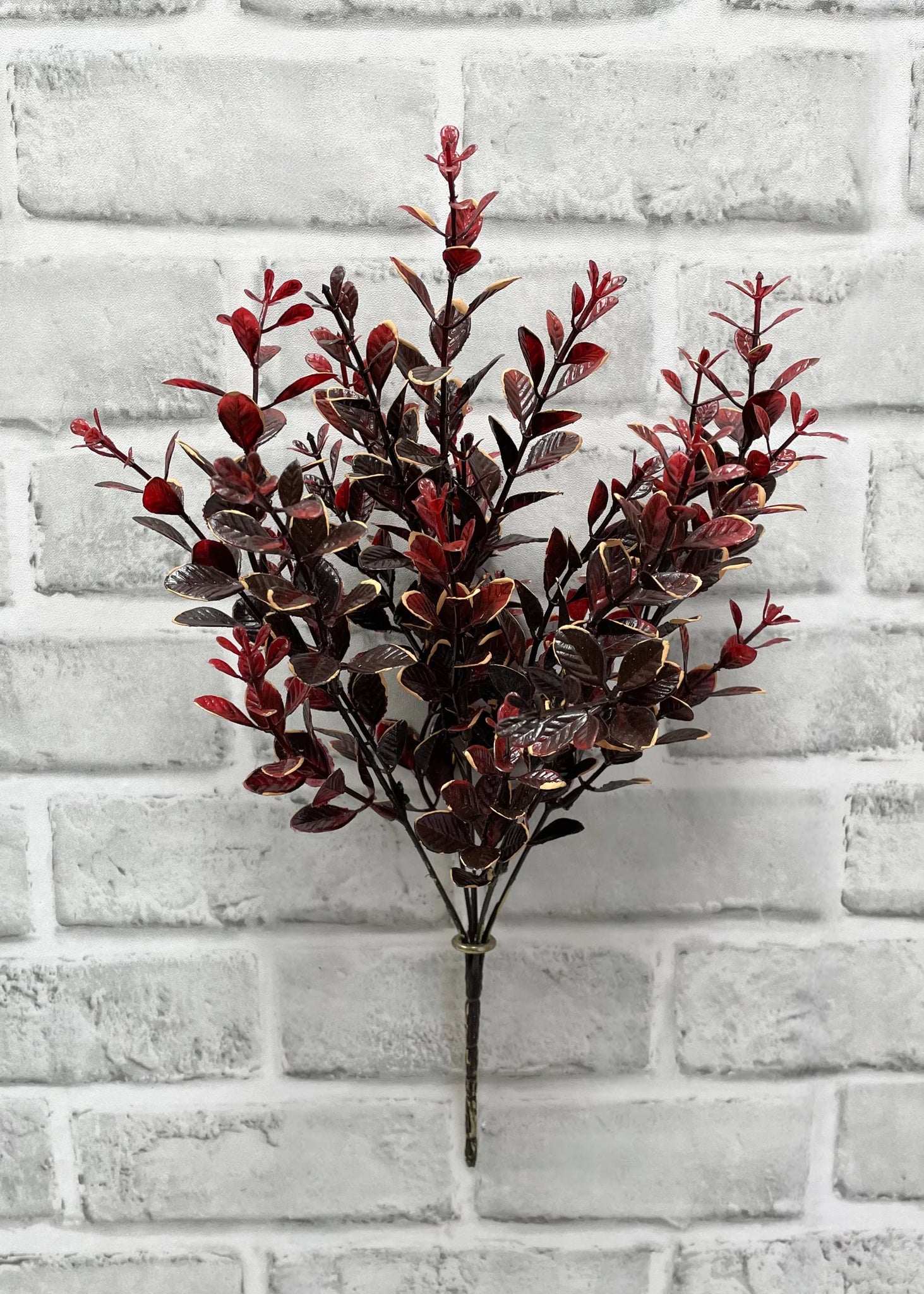 Burgundy Euonymus Bush