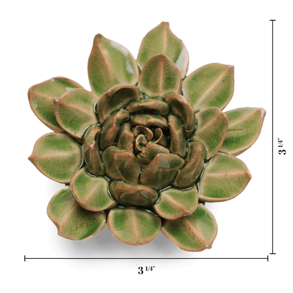 Avocado Green Firecracker Succulent