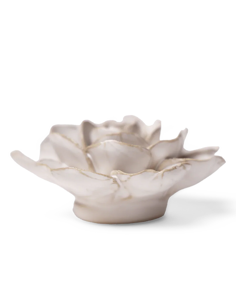 Ivory Amandine Ranunculus
