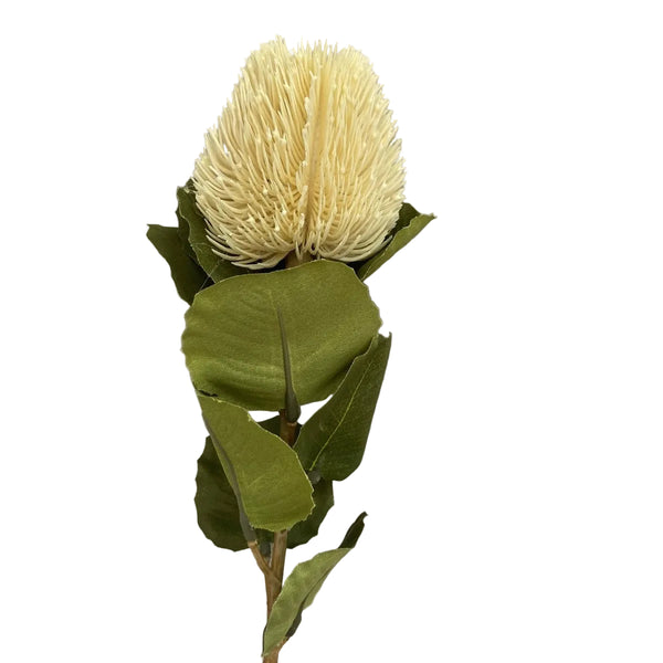 Beige Banksia Stem