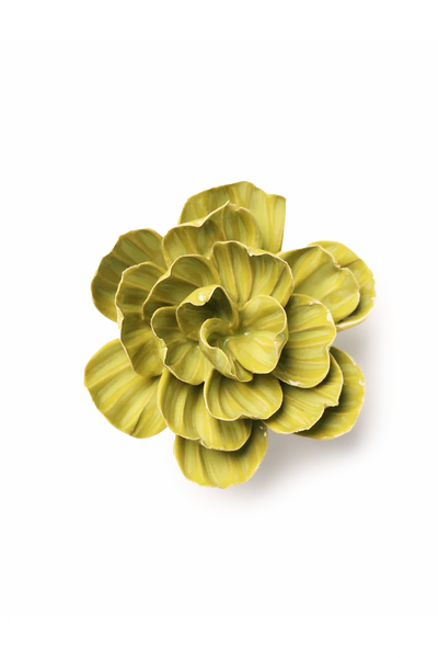 Chartreuse Primrose