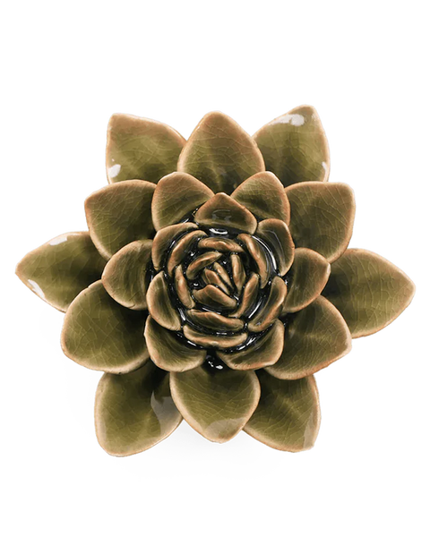 Olive Green Echeveria