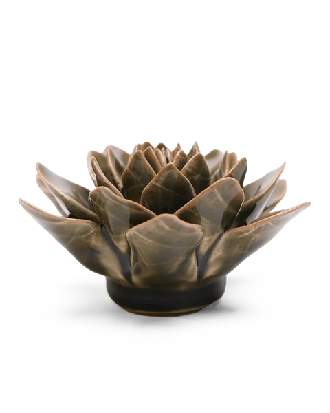 Olive Green Echeveria