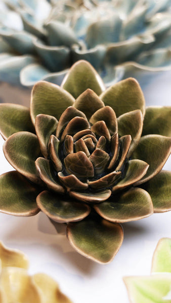 Olive Green Echeveria