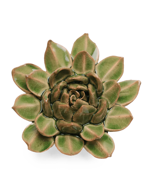 Avocado Green Firecracker Succulent
