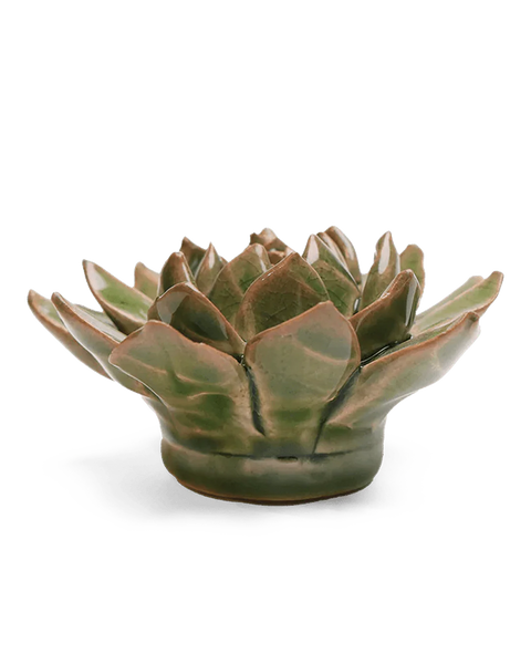 Avocado Green Firecracker Succulent