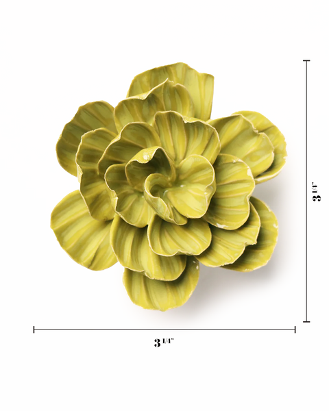 Chartreuse Primrose