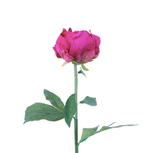 French Peony - Fuchsia