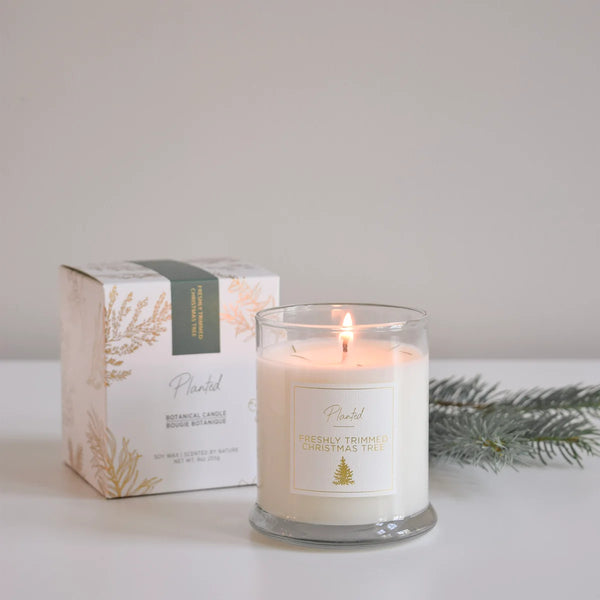 Freshly Trimmed Christmas Tree Planted Candle