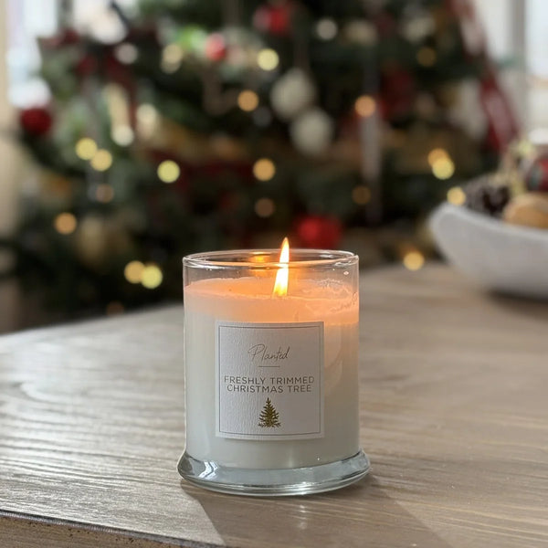 Freshly Trimmed Christmas Tree Planted Candle
