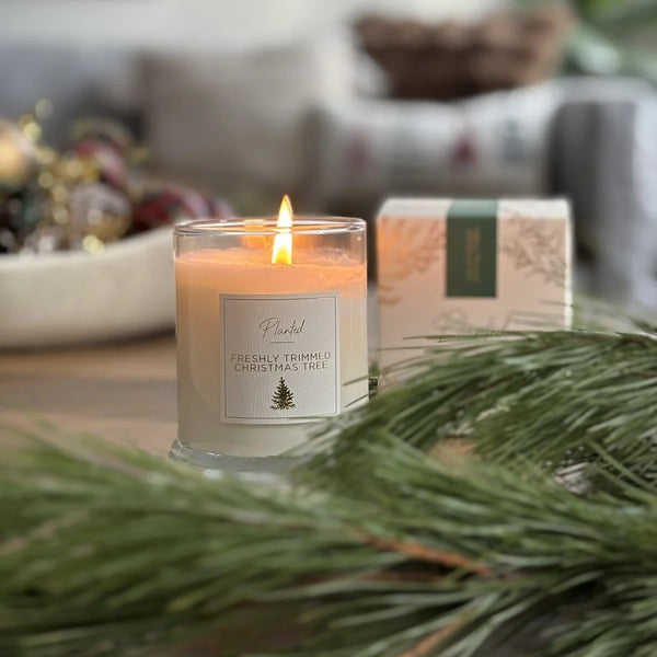 Freshly Trimmed Christmas Tree Planted Candle